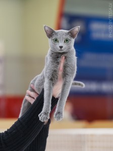 russian blue cat